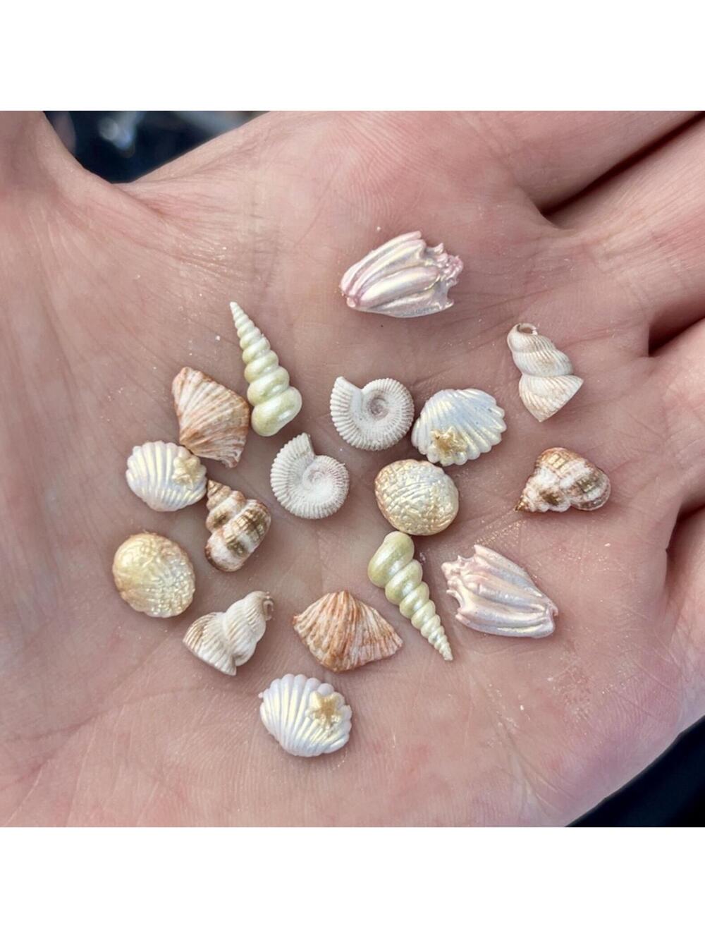 Snäcka Collection | Set of 4 Handmade Hyper-Realistic Seashell Stud Earring